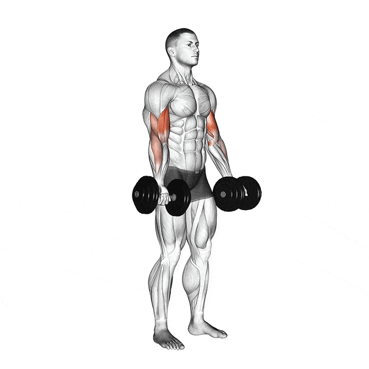 basic biceps exercises