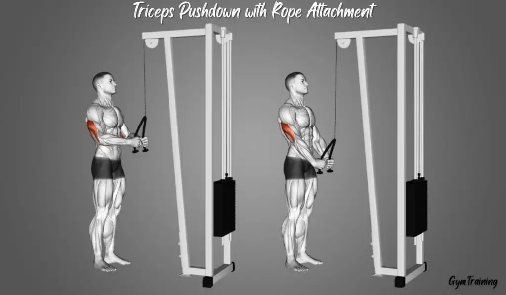 Triceps Pushdown with Rope Attachment