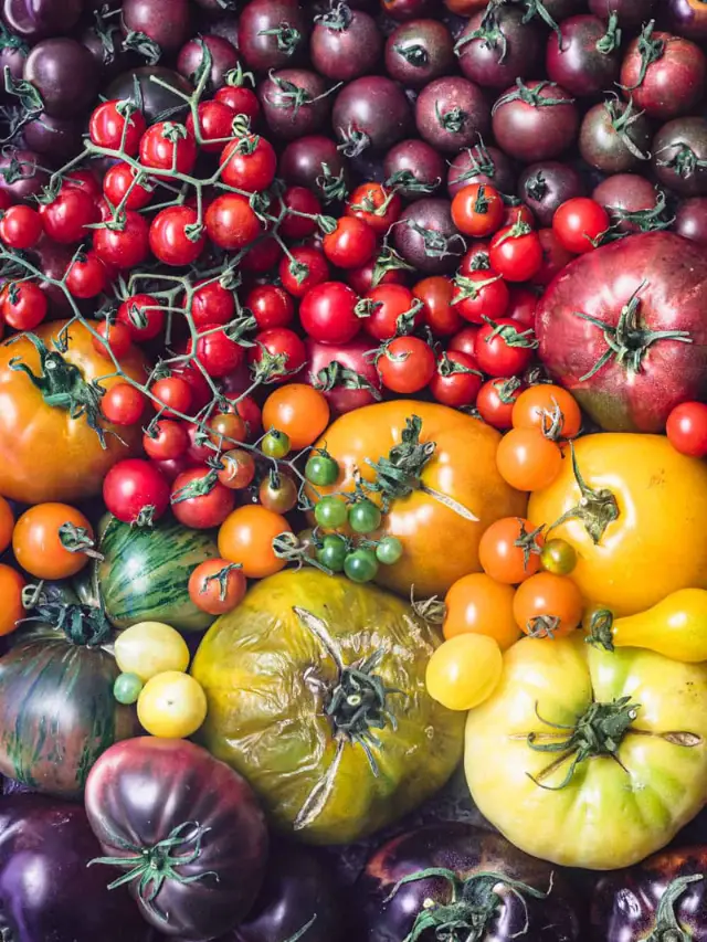 Genetically Modified Purple Tomatoes