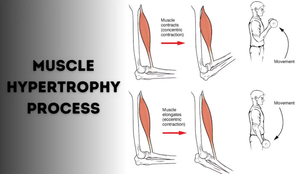 muscle hypertrophy process